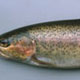 terminal mouth