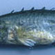 terminal mouth