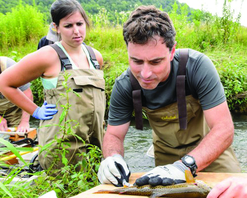 A researcher wearing tall waders takes a blood sample from a trout while another researcher observes