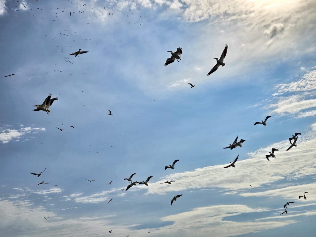 Silhouettes of multiple pelicans flying in the air