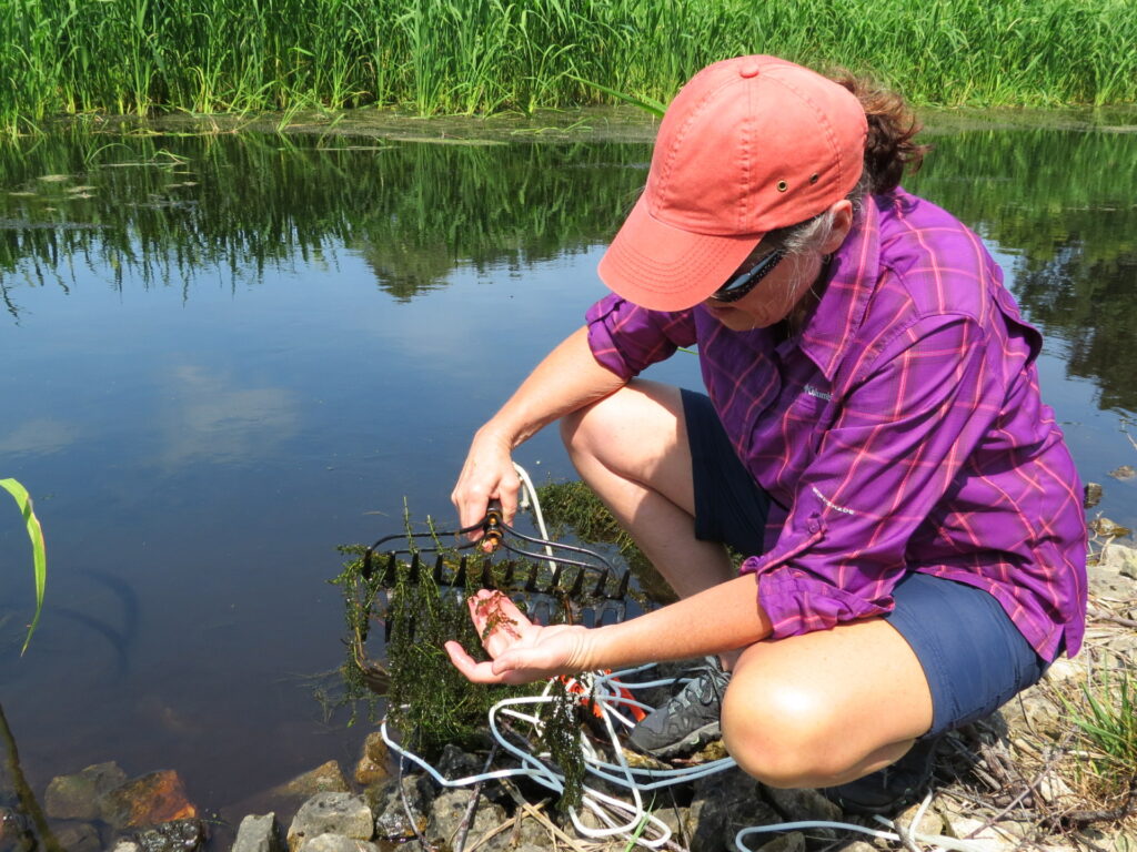 Woman kneels down next to water holding a rake filled with aquatic plants.
