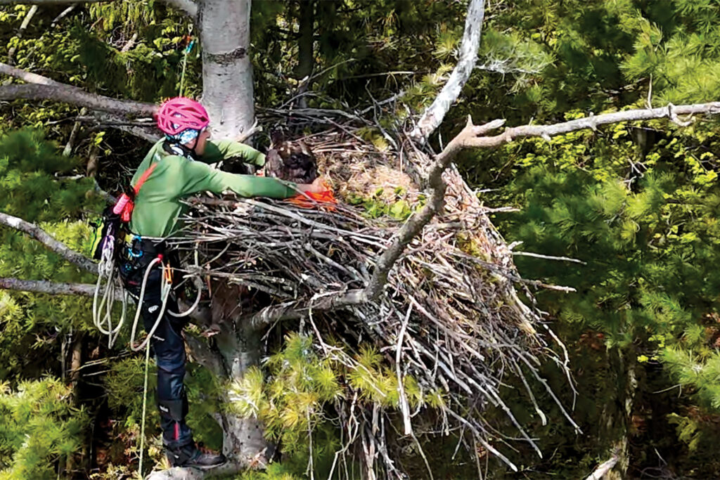 A person outfitted with climbing gear and a pink helmet reaching into an eagle's nest with two young eagles in it.