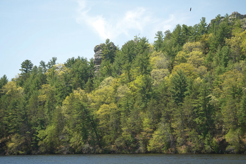 Adult eagle soars above a river lined with wooded bluffs