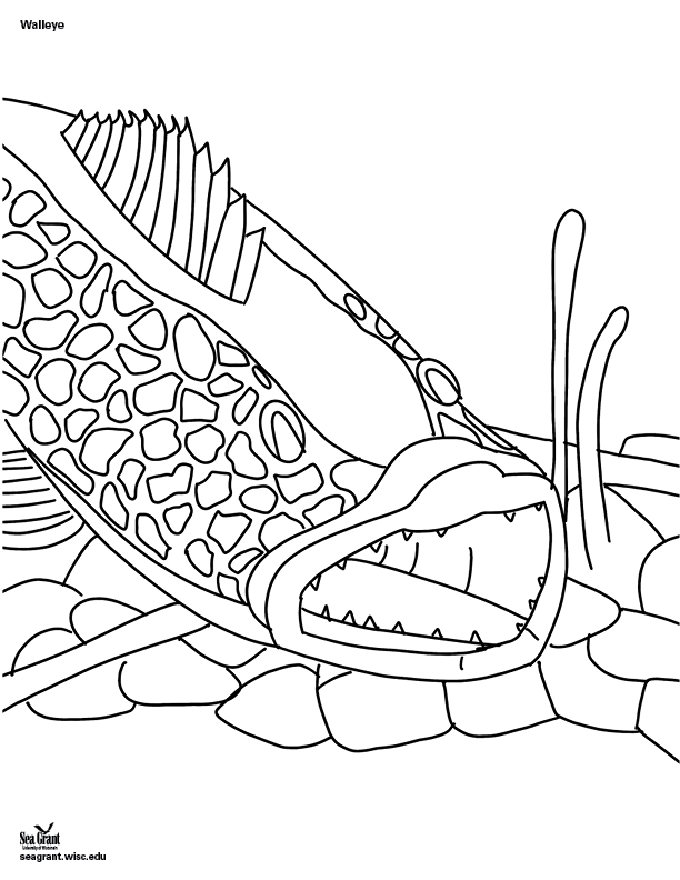 Angry-looking walleye coloring book page