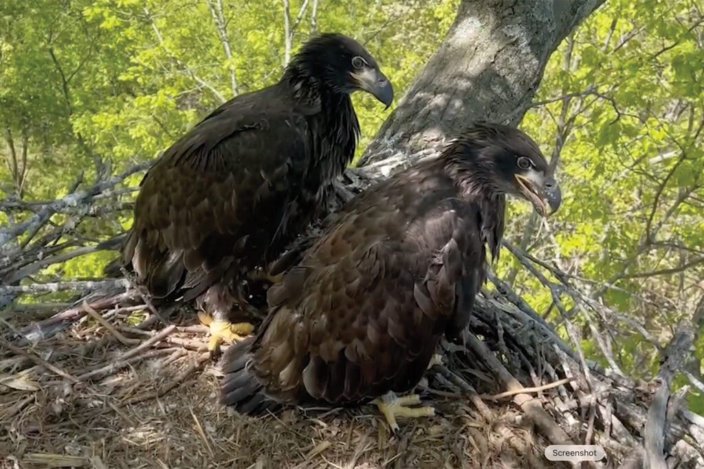 Two young eagles with entirely dark brown bodies in a nest.